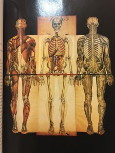 A picture of three muscular/skeletal drawings of the human body.